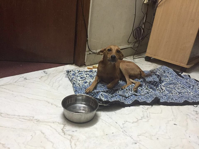 Dog Thrown Off From Rooftop By Chennai Man Found Alive